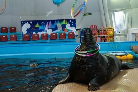 Океанариум мурманск