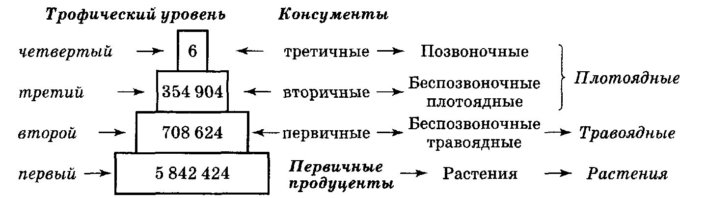 Количество трофических уровней в пищевой цепи. Трофический уровень экологической пирамиды. Трофические уровни экосистемы. Пищевые уровни экологическая пирамида. Трофические уровни пищевой цепи.