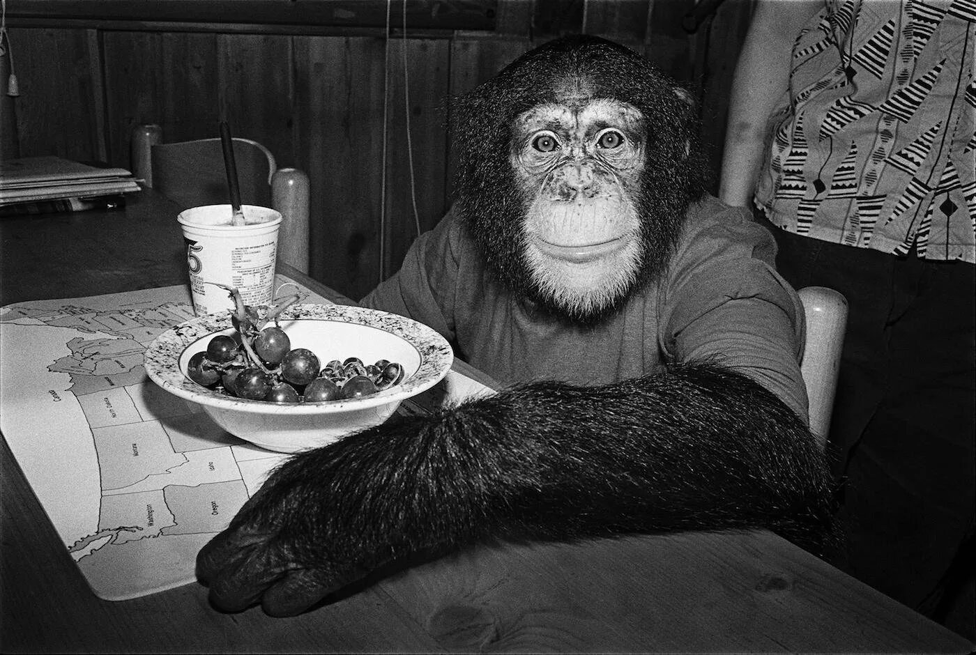 Домашние обезьянки. Шимпанзе дома. Мартышка домашняя. Мартышка дома. Шимпанзе дома.