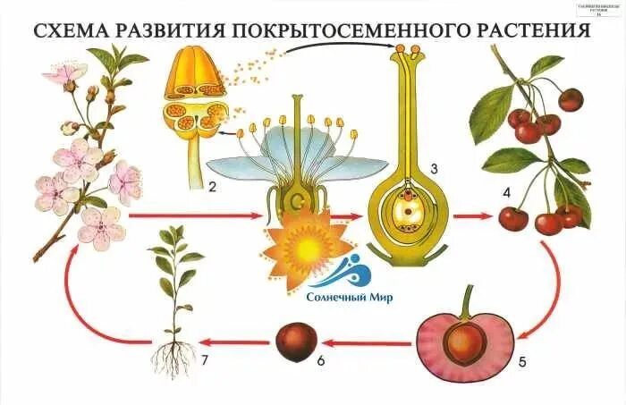 Размножение покрытосеменных схема. Цикл развития цветковых растений. Цикл развития покрытосеменных растений схема. Рисунок цикла развития покрытосеменных растений.