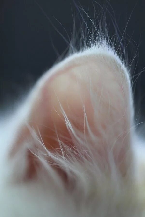 Уши белых кошек. Белый кот с черными пятнами. Уши белых кошек. Уши белых кошек. Уши белых кошек.