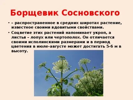 Борщевик сибирский и сосновского отличия