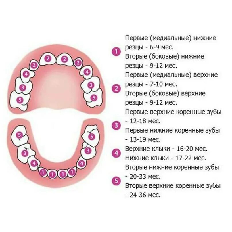 Лезут зубы 5 лет. Схема прорезывания зубов у детей. зубы у детей схема. молочные зубы у детей схема прорезывания. как лезут зубы у детей в 1 год.
