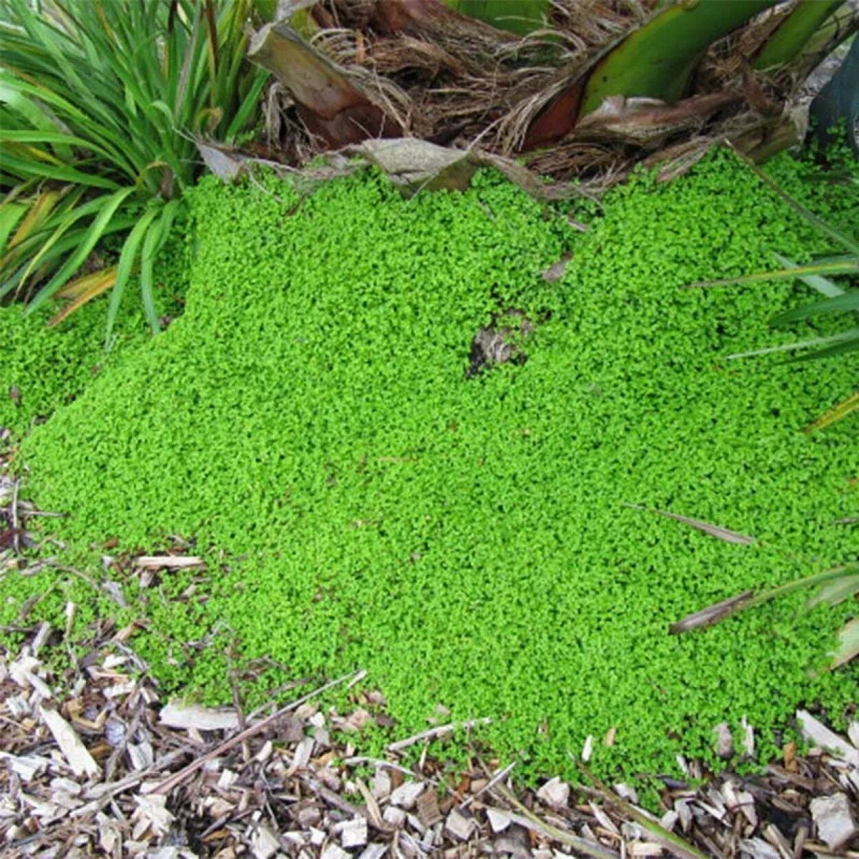 Covering ground