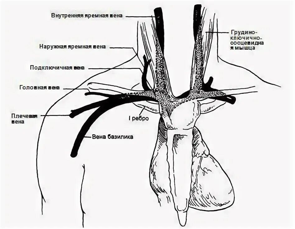 Правая подключичная вена. Подключичная Вена анатомия схема. Подключичная Вена топография. Подключичная и внутренняя яремная Вена. Подключичные вены анатомия схема.