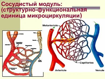 Сосудистый