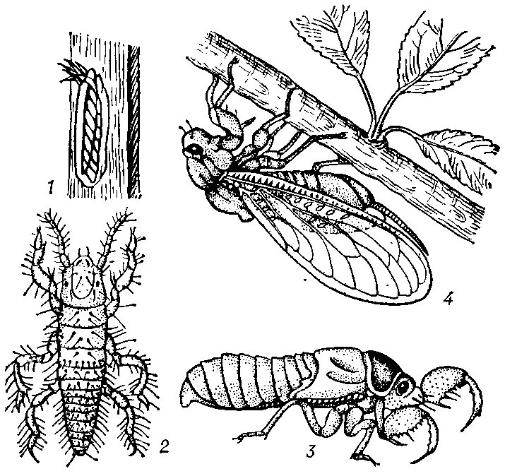 Какой тип развития характерен для цикады. Цикл развития цикады. Певчая цикада личинка. Развитие цикады схема. Цикада обыкновенная личинка.