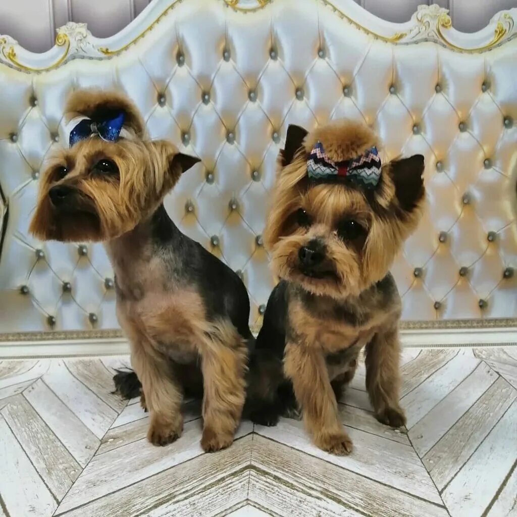 груминг волжский для собак. груминг кошек новосибирск. груминг школа. арчибальд груминг салон аэропорт. грумер новосибирск.