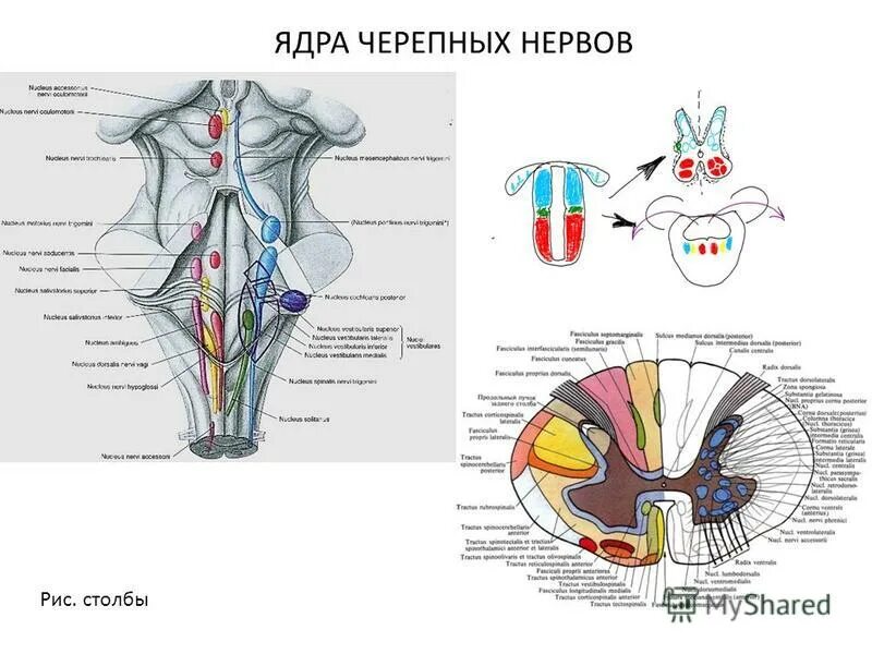 черепно мозговые нервы функции. 12 пара черепно мозговых нервов анатомия.
