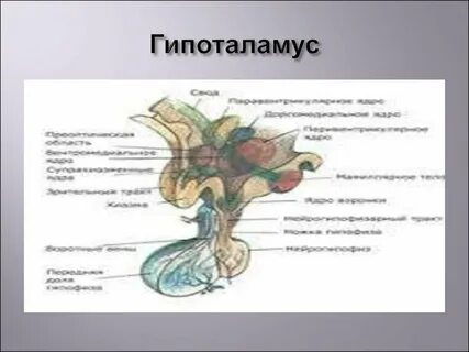 Строение гипоталамуса