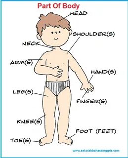 Parts of body vocabulary