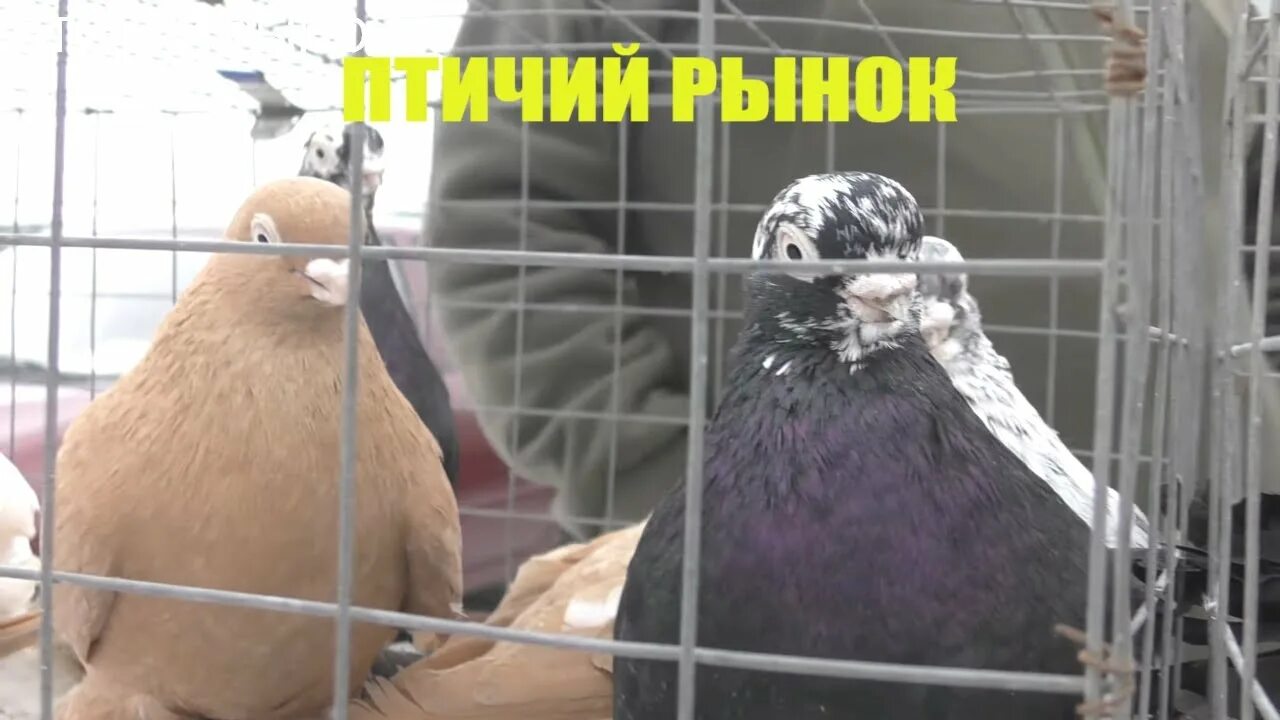 Кропоткин выставка голубей. Птичий рынок в Пятигорске. Птичий рынок Пятигорск 2022. Голуби на птичьем рынке. Ярмарка голубей.