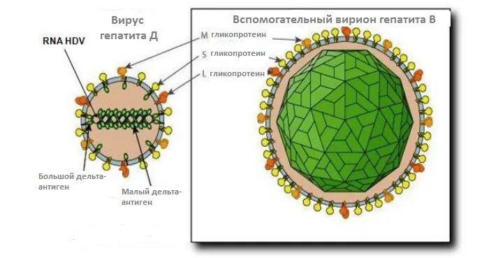 Гепатит в без дельта агента. Строение вируса гепатита Дельта. Вирус гепатита Дельта антигены. Вирус гепатита d (Дельта). Структура вириона вируса гепатита в.