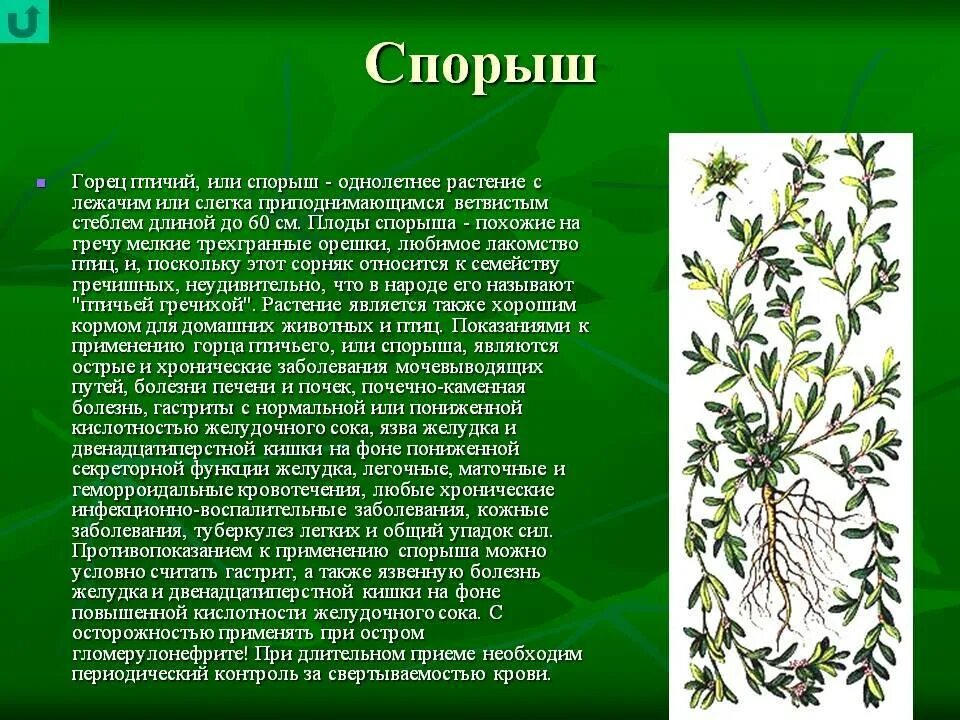Спорыш (горец птичий) трава. Трава мурава горец птичий. Горец птичий или спорыш. Горец птичий (спорыш, гусиная трава. Трава горца птичьего спорыша-лечебные свойства.