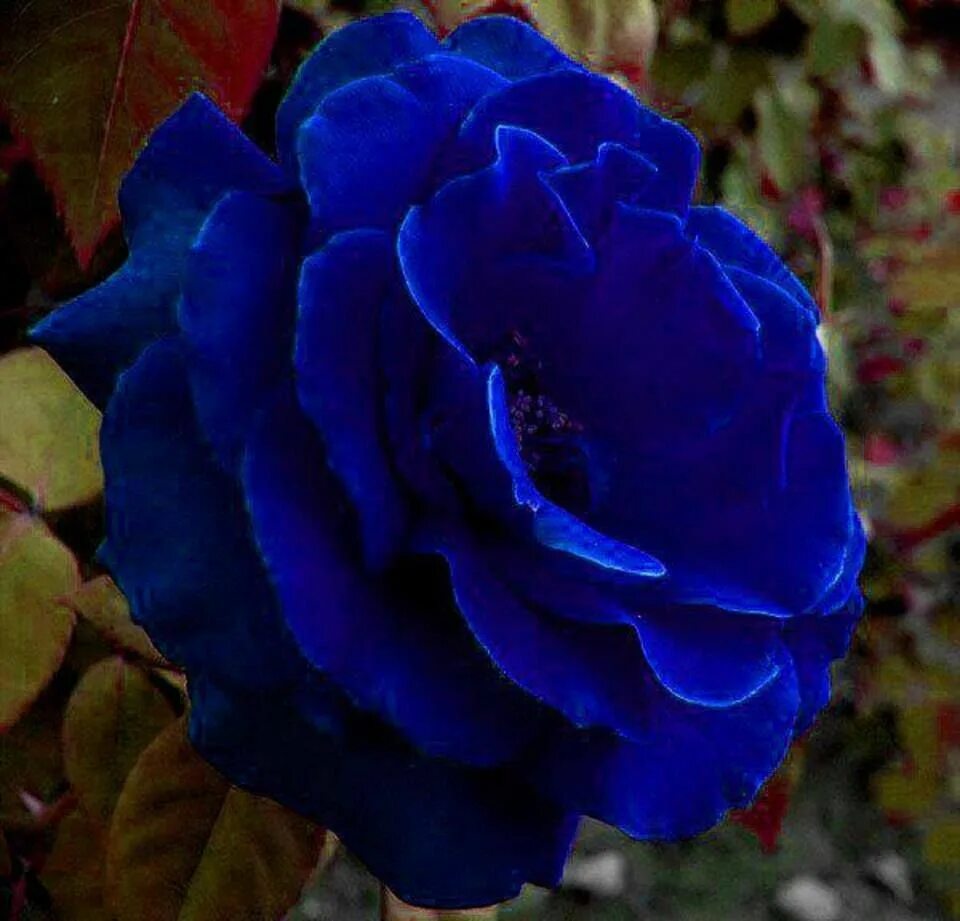 Indigo Rose сорт.