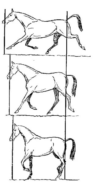Рабочая рысь. Рысь лошади схема. Рабочая Рысь на лошади. Сбор лошади на рыси. Лошадь рысью схема.