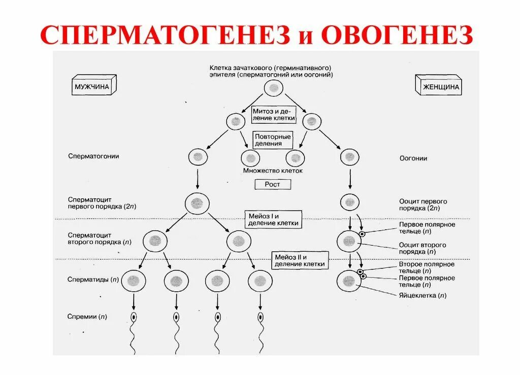 Различие мужских и женских половых клеток. Схема основных этапов сперматогенеза и овогенеза. Гаметогенез схема. Стадии гаметогенеза схема. Фазы овогенеза схема.