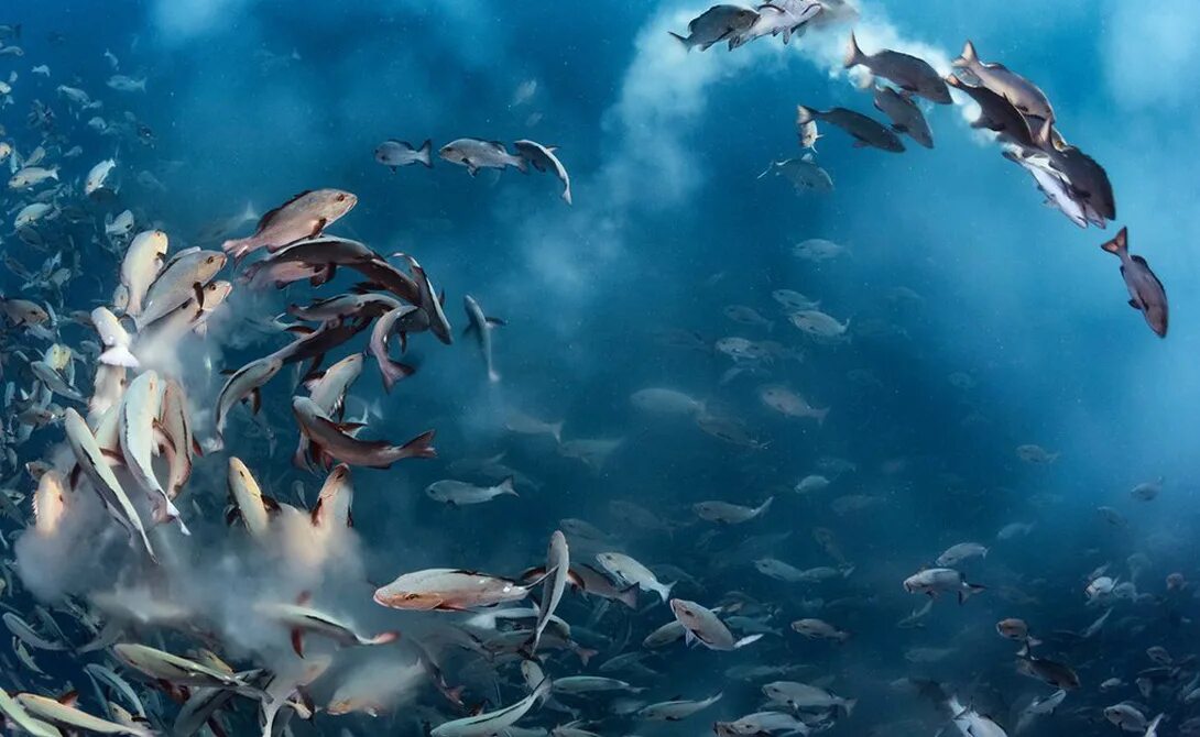 Рыба шайнер малек. Помпано. Тони рыба. Тони рыба. Тони рыба.