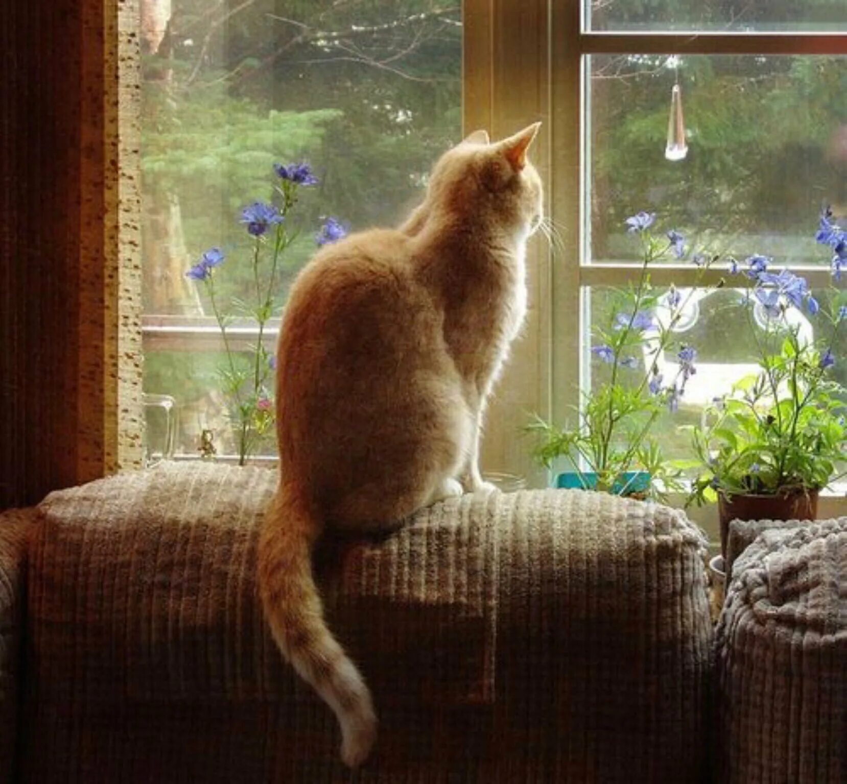 Кот сидит смотрит. Кошка на окне. рыжий кот на окне. коты на подоконнике. рыжий кот на подоконнике.