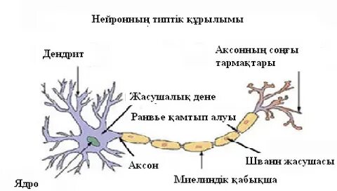 Жас лесбиянка ескі әжейдің кискасын жалайды (порно видео)