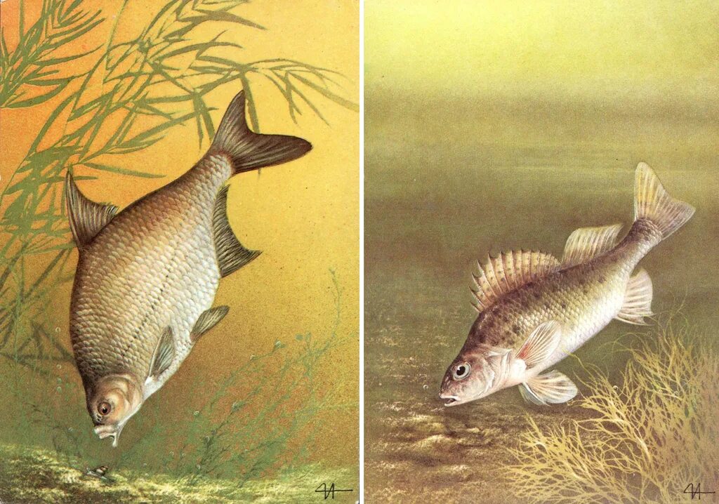 Взрослая рыба. Птицы, рыбы и звери. Картина эволюции с рыбами. Животные птицы рыбы картинки для детей.