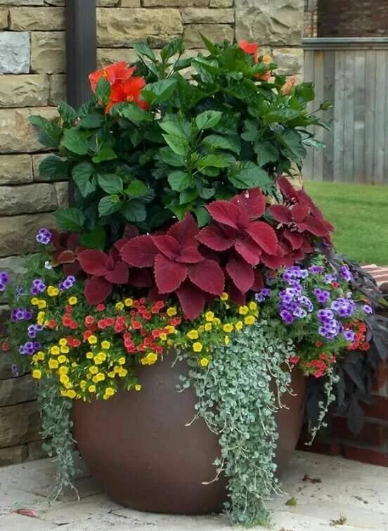 Цветы в вазонах. Цинерария и алиссум. Контейнерное озеленение дихондра. Вазоны для цветов в саду. Цветы для уличных вазонов.