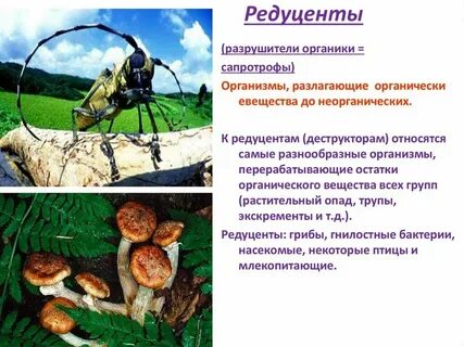 Какую роль выполняют редуценты