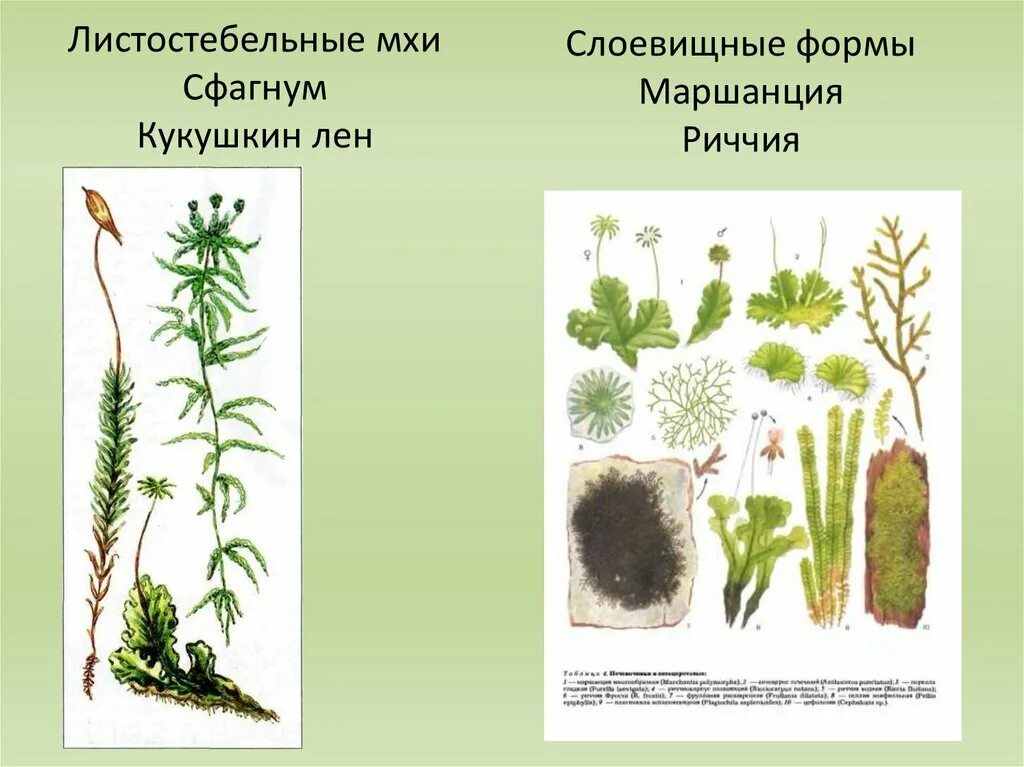 Мох сфагнум растение листостебельные. Листостебельные. Листостебельные мхи. Листостебельные мхи Кукушкин лен. Листостебельные мхи сфагновые. Кукушкин лен торфяной мох.