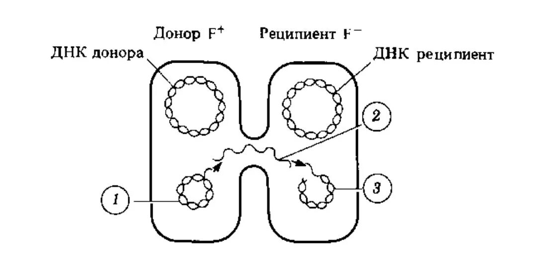 Донор днк. Половой процесс бактерий конъюгация. Конъюгация бактерий схема. Процесс конъюгации у бактерий. Половое размножение бактерий.