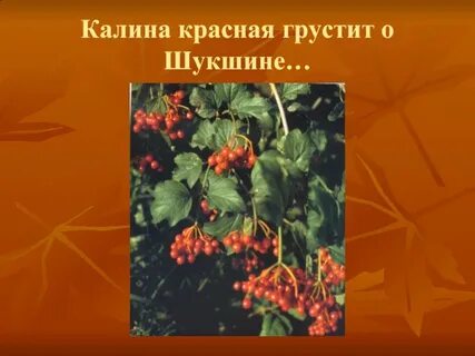 Шукшин калина красная краткое