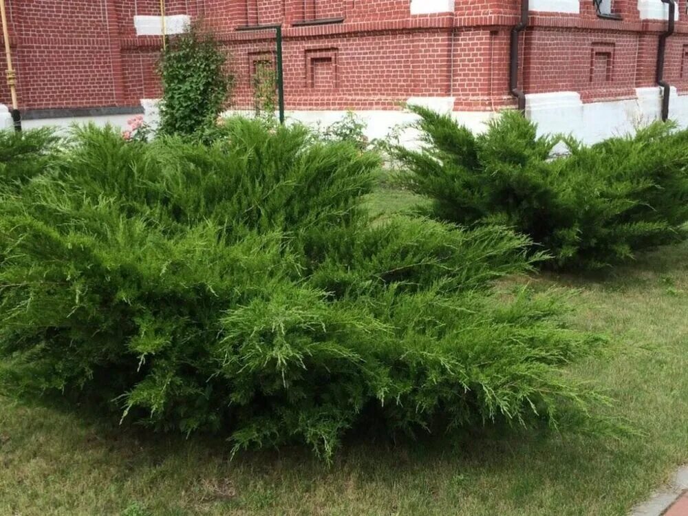 Отдам можжевельник казацкий. Это вечнозеленый куст, стелется по земле, сантиметр