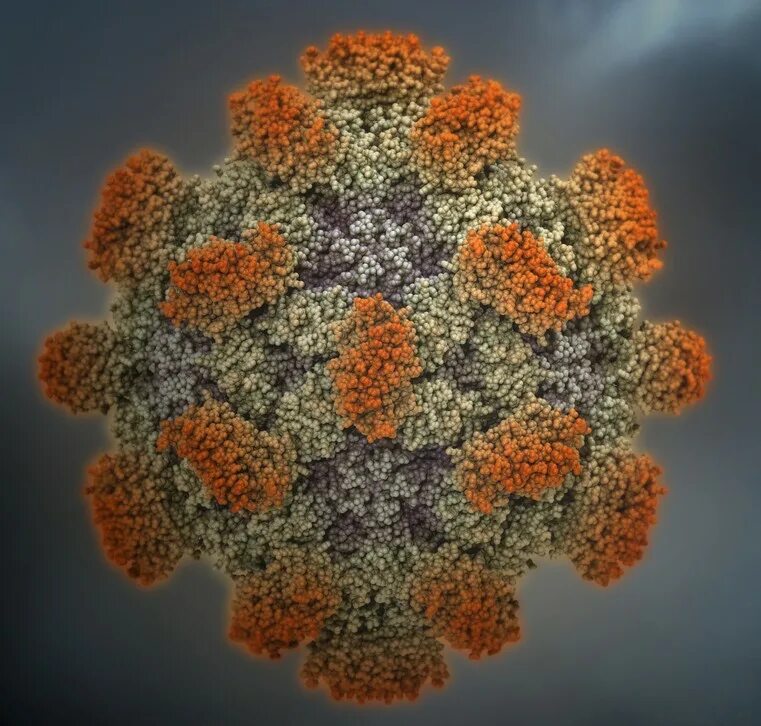 Вирусный гепатит е возбудитель. Вирус гепатита e. Вирус гепатита под микроскопом. Вирус гепатита е картинка.