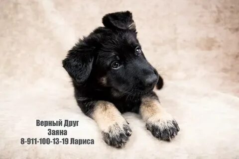 Телефон верного друга