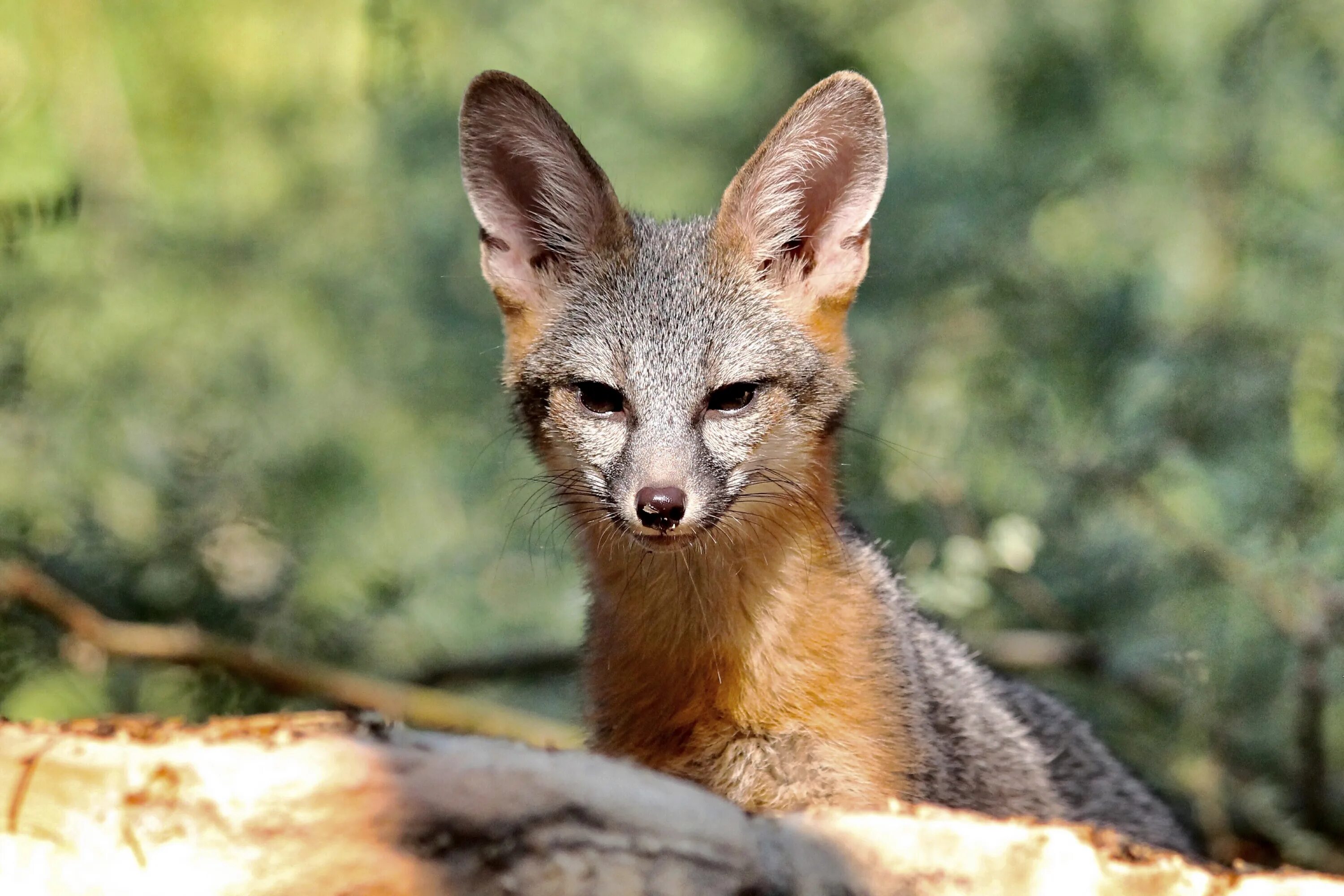 Fox ears. Большеухая лисица. Большеухая лисица уши. Большеухая лисица Лисенок.