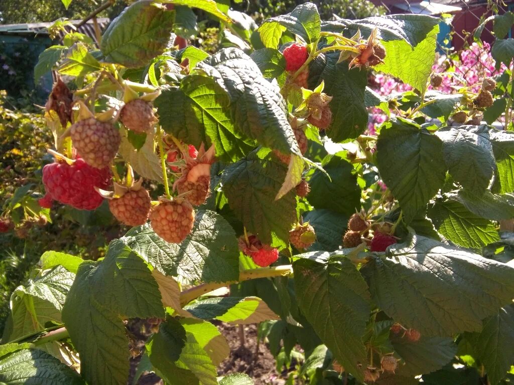 Малина Садовая куст. Сорт малины феномен. Малиновое дерево. Малиновое дерево Краса. Сорт малины феномен фото