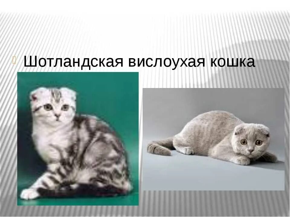 Рассмотрите фотографию кошки породы шотландская вислоухая. Шотландская вислоухая кошка характер. Строение вислоухих кошек. Проект Шотландская вислоухая кошка. Шотландская вислоухая кошка породы кошек.