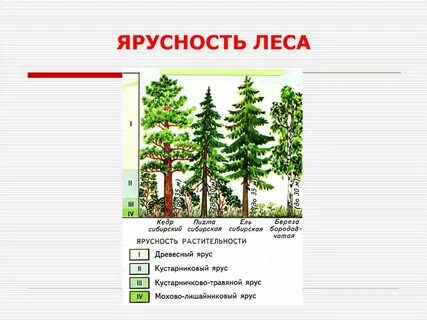 Какой ярус деревьев