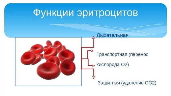 3 признака эритроцитов. Эритроциты строение выполняемые функции. Функции эритроцитов в крови. Строение эритроцитов в крови человека. Схема строения эритроцита.