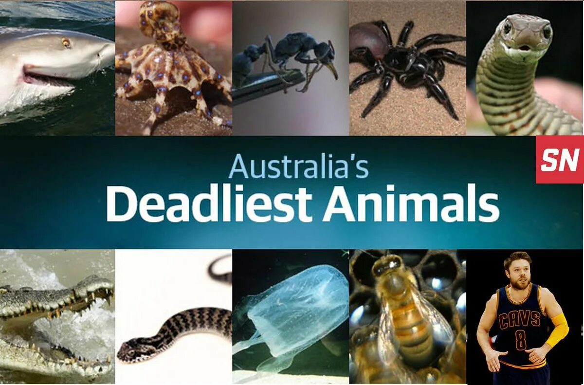 Deadly animals.