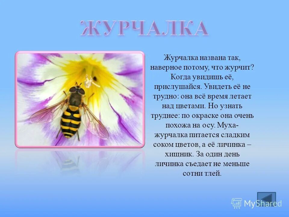 Биологическое значение журчалки. Цветочные мухи журчалки. черты мухи журчалки. биологическое значение мухи журчалки. что может журчать примеры.