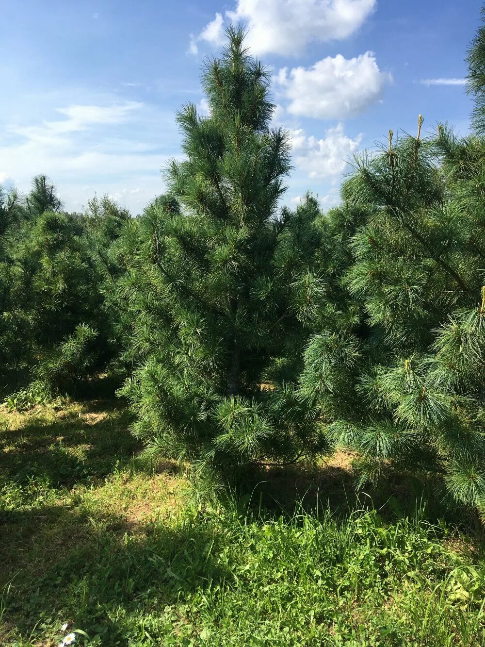 Кедр в подмосковье. Кедр корейский суланж. pinus koraiensis сосна корейская. кедр корейский (сосна кедровая корейская). кедр корейский сорт суланж.
