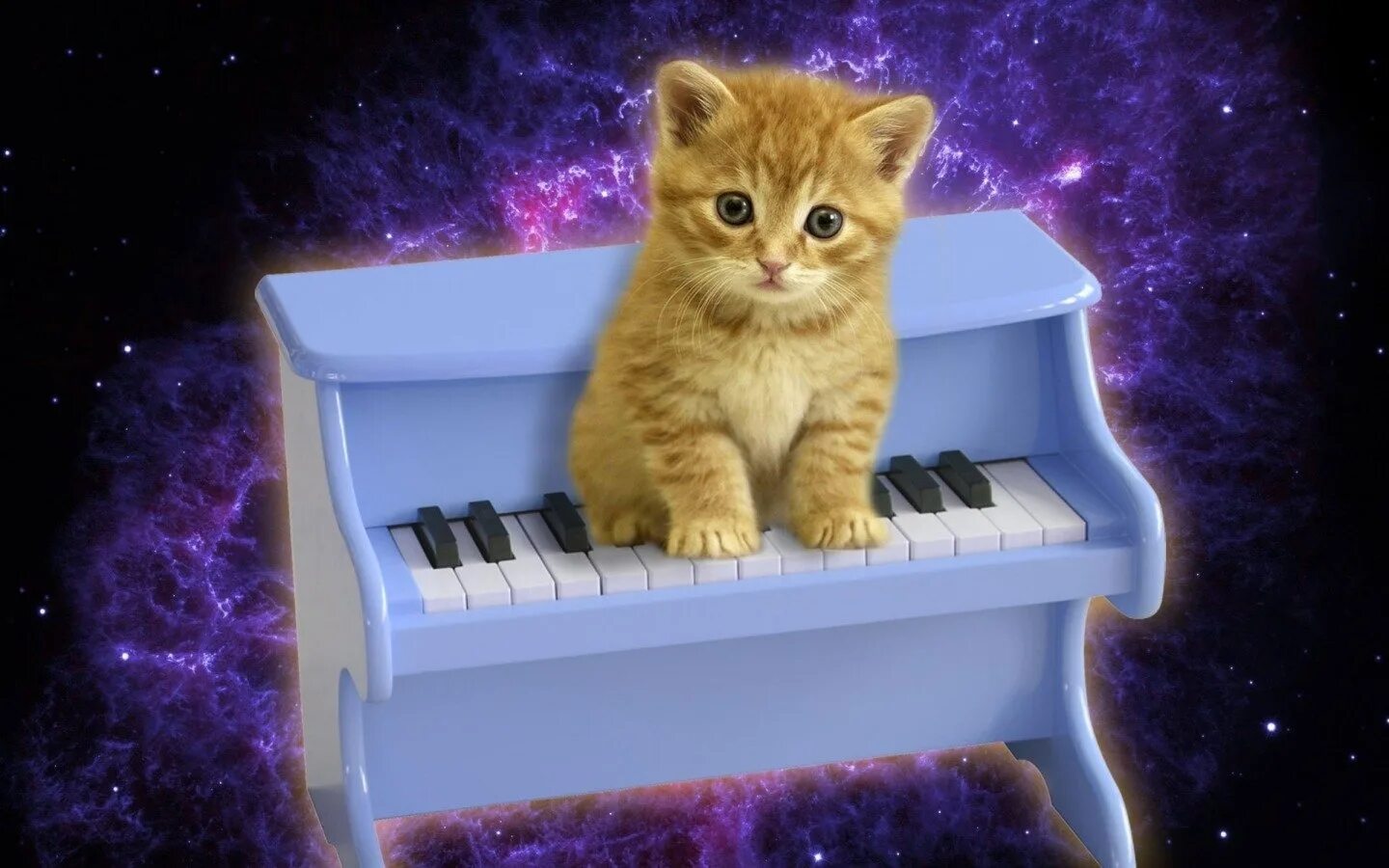 Музыкальных кошечек. Кот на пианино. Кошка на пианино. Пианино «котёнок». Рояль для котят.