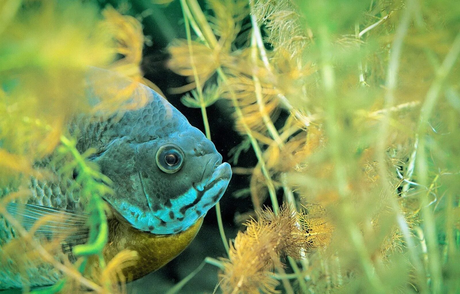 Водоросли с рыбками. Животные и рыбы. Подводный мир. Рыбы прячутся в водорослях.