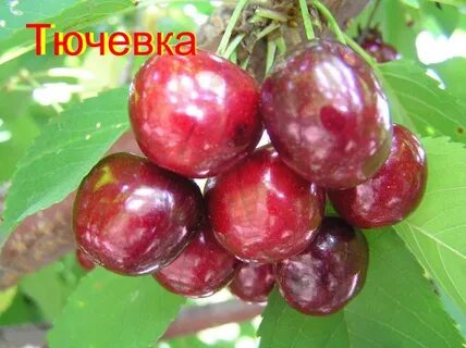 Вишня путинка описание сорта