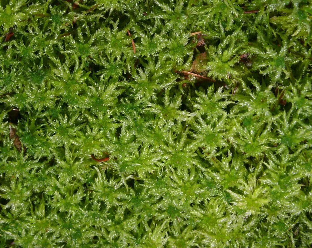 Болотный мох сфагнум. Как выглядит мох сфагнум. Сфангул. Как выглядит мох сфагнум. Торфяной мох сфагнум.