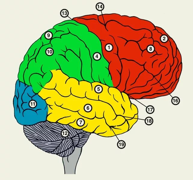 Анатомия теменной доли головного мозга. Латеральная поверхность правого полушария большого мозга. 8. Латеральная поверхность коры больших полушарий головного мозга.