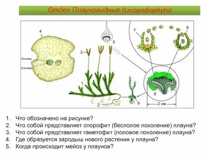 Строение спорофита хвоща