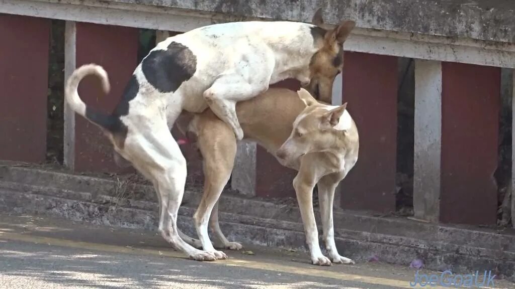 Зоофилия оргазм. Спаривание собак. Две собаки спариваются. Собаки спариваются друг с другом.