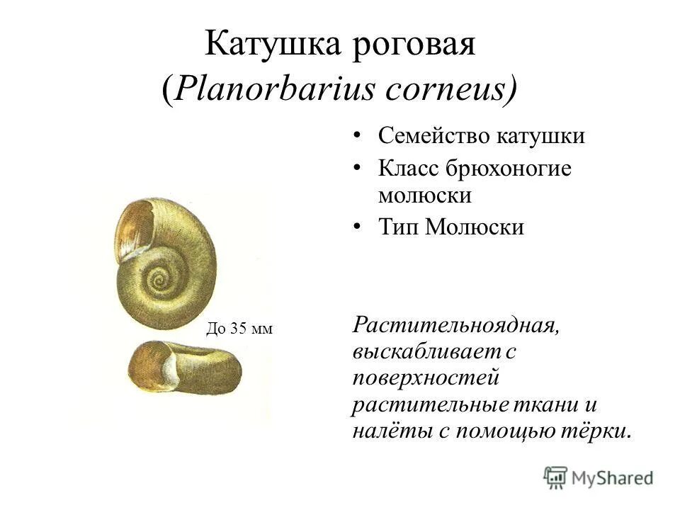внешнее строение брюхоногих моллюсков. внешнее строение раковины большого прудовика. внутреннее строение моллюсков. наружное строение брюхоногих моллюсков. строение раковины брюхоногих моллюсков.