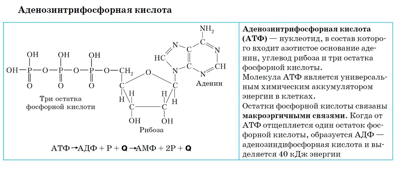 Атф является нуклеиновой кислотой